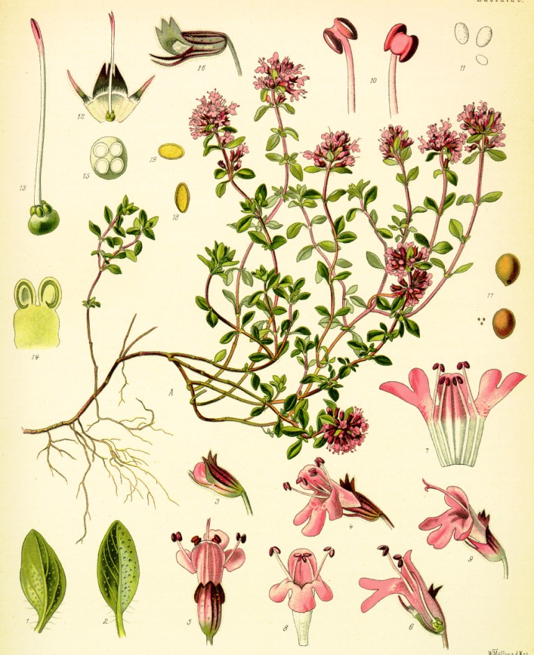 Thymus-serpullum-L