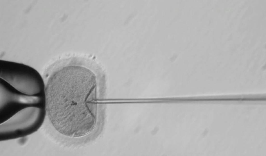Кадр из видео, на котором снято инъекцию в яйцеклетку человека. Исследователи используют эту технику, чтобы исправить дефекты ДНК в сперме отца.