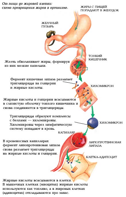 Схема превращения жиров в организме