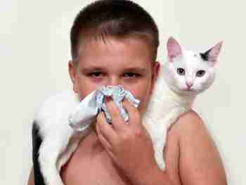 Алергія на кішок у дітей: симптоми, лікування та профілактика