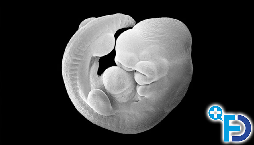 Исследования на мышах показывают, что инфекция во время беременности может влиять на развитие нервной системы новорожденных.