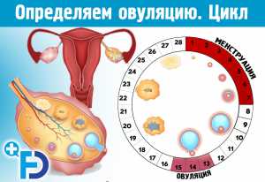 Овуляция. Определяем овуляцию. Цикл овуляции