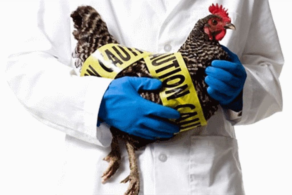 В Европе зафиксированы случаи птичьего гриппа