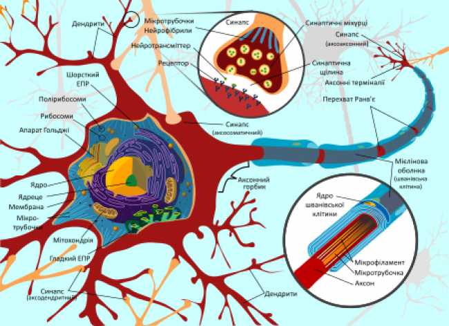 Анатомо-фізіологічні особливості нервової системи як базис до розуміння клініко-неврологічного дослідження хворого